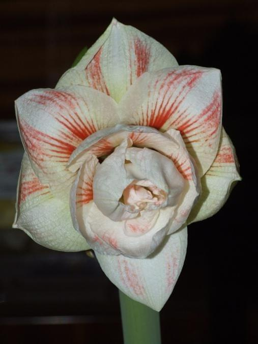 odmiana 'Double Record' - 6 lutego 2010 #amarylis #DoubleRecord #Hippeastrum #hydroponika