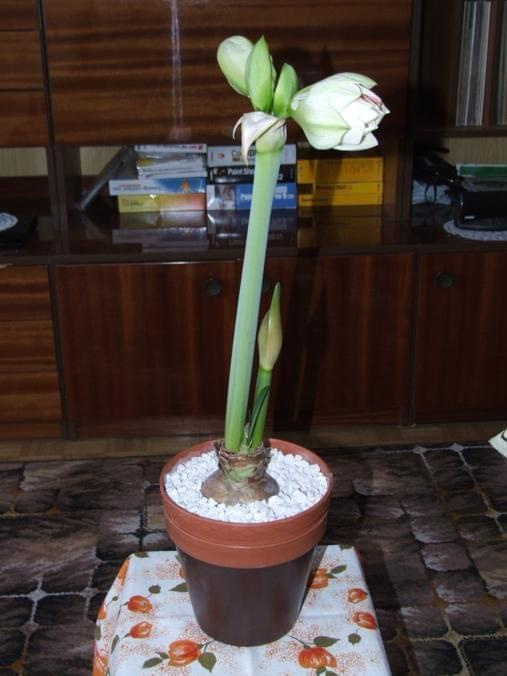 odmiana 'Double Record' - 6 lutego 2010 #amarylis #DoubleRecord #Hippeastrum #hydroponika