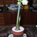 odmiana 'Double Record' - 6 lutego 2010 #amarylis #DoubleRecord #Hippeastrum #hydroponika