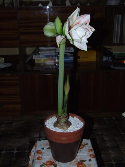 odmiana 'Double Record' - 6 lutego 2010 #amarylis #DoubleRecord #Hippeastrum #hydroponika