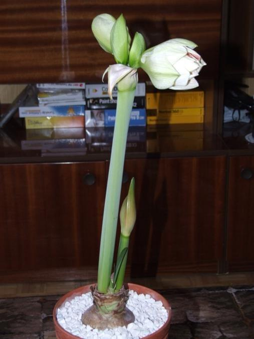 odmiana 'Double Record' - 6 lutego 2010 #amarylis #DoubleRecord #Hippeastrum #hydroponika