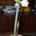 odmiana 'Double Record' - 6 lutego 2010 #amarylis #DoubleRecord #Hippeastrum #hydroponika