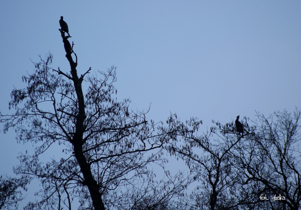 nie jestem pewna ... myślę, że to kormorany ... siedziały bardzo wysoko na drzewie ... zoomu mi barkło ... :)) #ptaki #kormorany #przyroda #zima