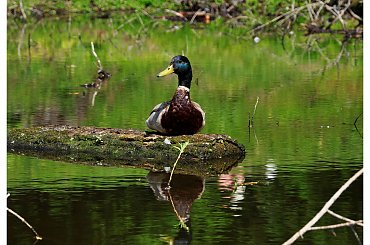 #kaczor #staw #woda #park #ptak #ptaki