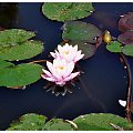 #lilie #staw #woda #park #kwiaty #kwiat