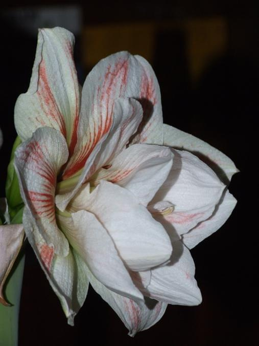 odmiana 'Double Record' - 7 lutego 2010 #amarylis #DoubleRecord #Hippeastrum #hydroponika