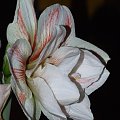 odmiana 'Double Record' - 7 lutego 2010 #amarylis #DoubleRecord #Hippeastrum #hydroponika