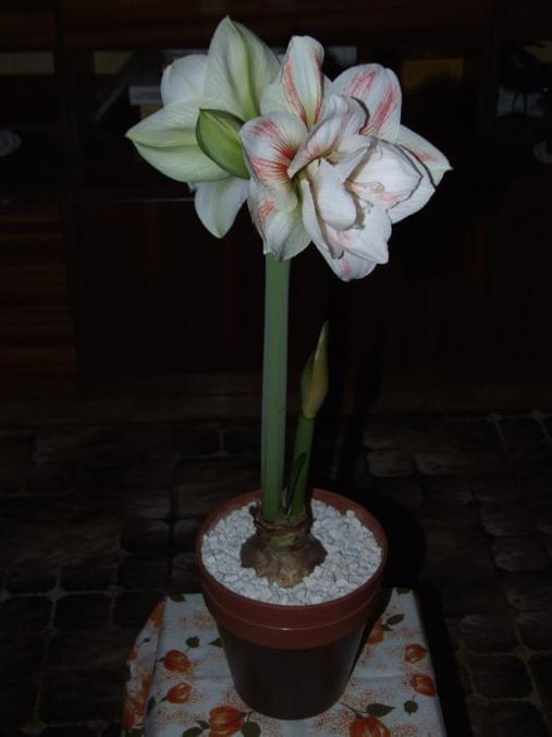 odmiana 'Double Record' - 7 lutego 2010 #amarylis #DoubleRecord #Hippeastrum #hydroponika