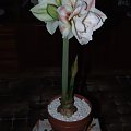 odmiana 'Double Record' - 7 lutego 2010 #amarylis #DoubleRecord #Hippeastrum #hydroponika