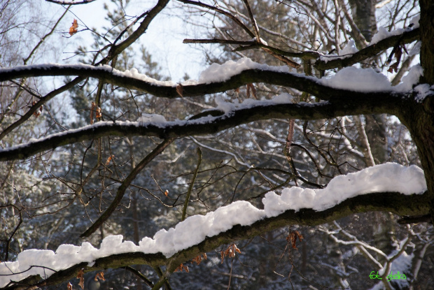 zima w parku #park #zima #śnieg #drzewa