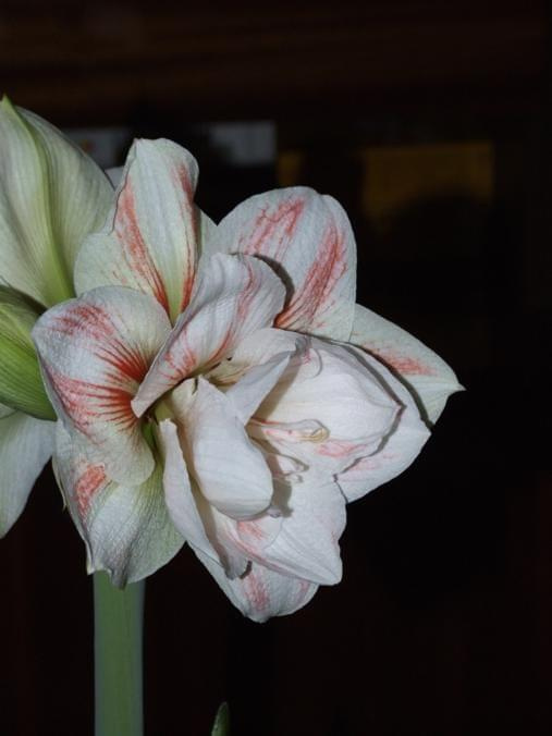 odmiana 'Double Record' - 7 lutego 2010 #amarylis #DoubleRecord #Hippeastrum #hydroponika