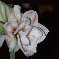 odmiana 'Double Record' - 7 lutego 2010 #amarylis #DoubleRecord #Hippeastrum #hydroponika