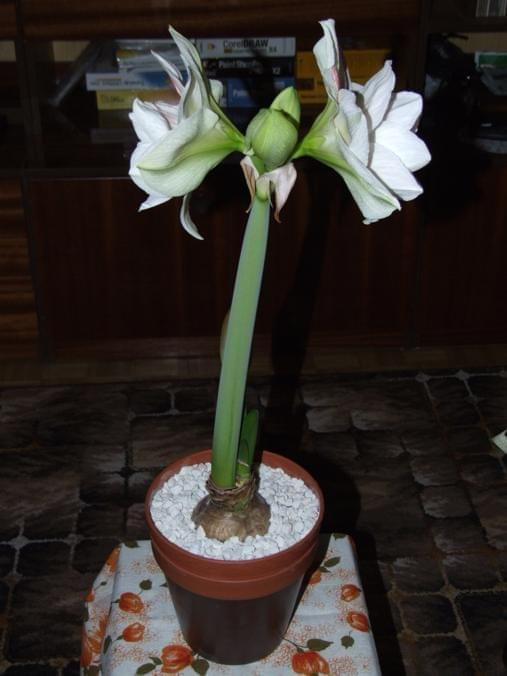 odmiana 'Double Record' - 7 lutego 2010 #amarylis #DoubleRecord #Hippeastrum #hydroponika