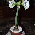 odmiana 'Double Record' - 7 lutego 2010 #amarylis #DoubleRecord #Hippeastrum #hydroponika