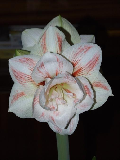 odmiana 'Double Record' - 7 lutego 2010 #amarylis #DoubleRecord #Hippeastrum #hydroponika