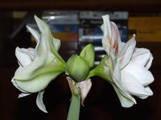 odmiana 'Double Record' - 7 lutego 2010 #amarylis #DoubleRecord #Hippeastrum #hydroponika