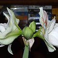 odmiana 'Double Record' - 7 lutego 2010 #amarylis #DoubleRecord #Hippeastrum #hydroponika