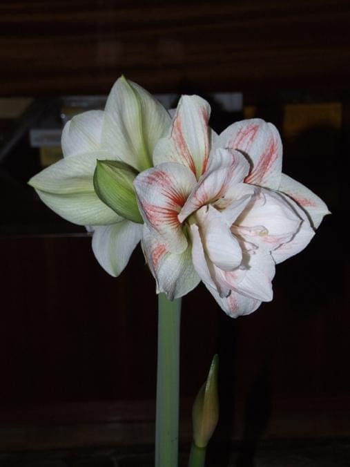 odmiana 'Double Record' - 7 lutego 2010 #amarylis #DoubleRecord #Hippeastrum #hydroponika