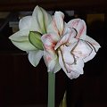 odmiana 'Double Record' - 7 lutego 2010 #amarylis #DoubleRecord #Hippeastrum #hydroponika