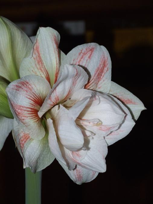 odmiana 'Double Record' - 7 lutego 2010 #amarylis #DoubleRecord #Hippeastrum #hydroponika