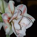 odmiana 'Double Record' - 7 lutego 2010 #amarylis #DoubleRecord #Hippeastrum #hydroponika