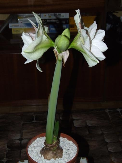 odmiana 'Double Record' - 7 lutego 2010 #amarylis #DoubleRecord #Hippeastrum #hydroponika