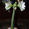 odmiana 'Double Record' - 7 lutego 2010 #amarylis #DoubleRecord #Hippeastrum #hydroponika