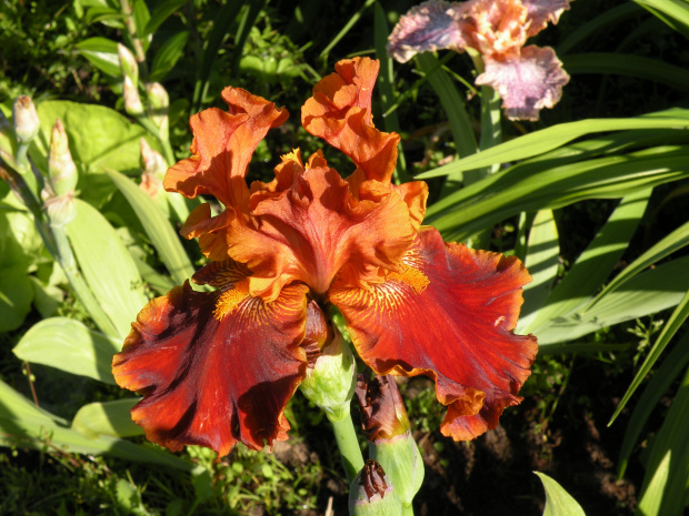 Iris 'Rustler' TB