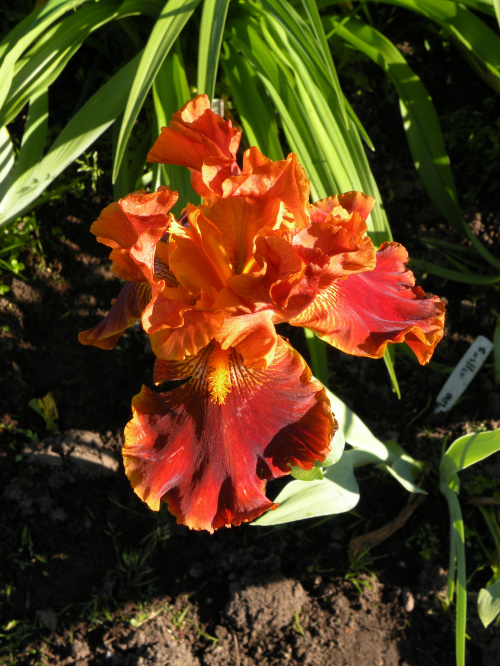 Iris 'Rustler' TB