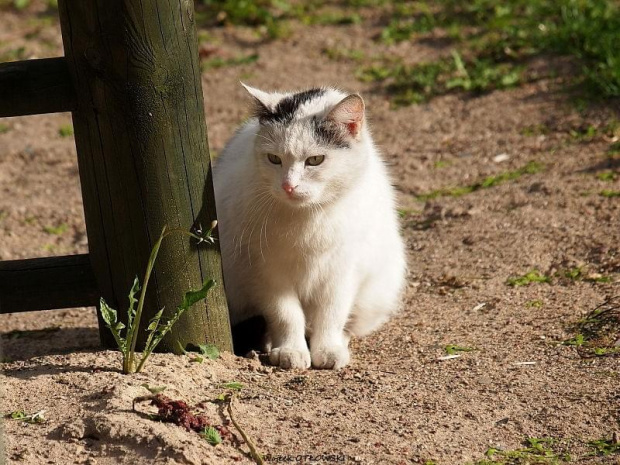 Kotka z placu zabaw - 25 maja 2011 #kot #kotka #Suwałki