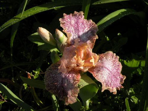 Iris Indian Summer