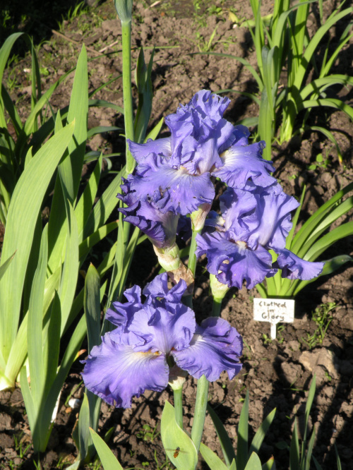 Iris 'Blue Jay Way'