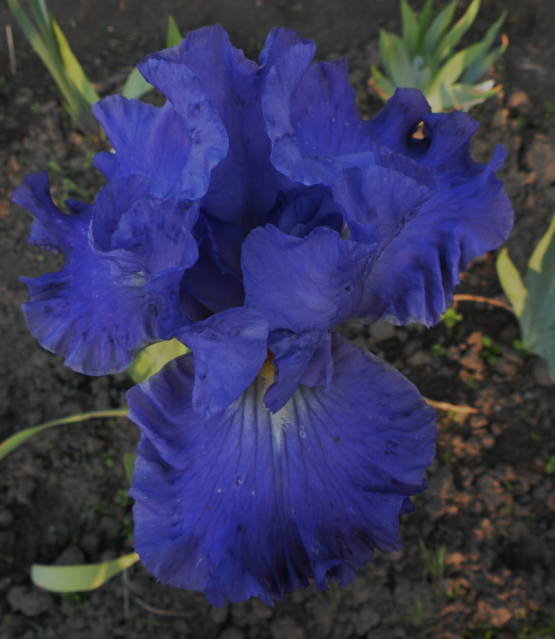 Iris 'Blue Jay Way'