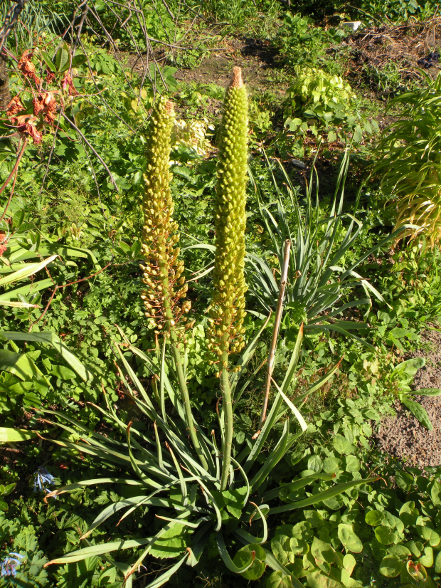 Eremurus ?