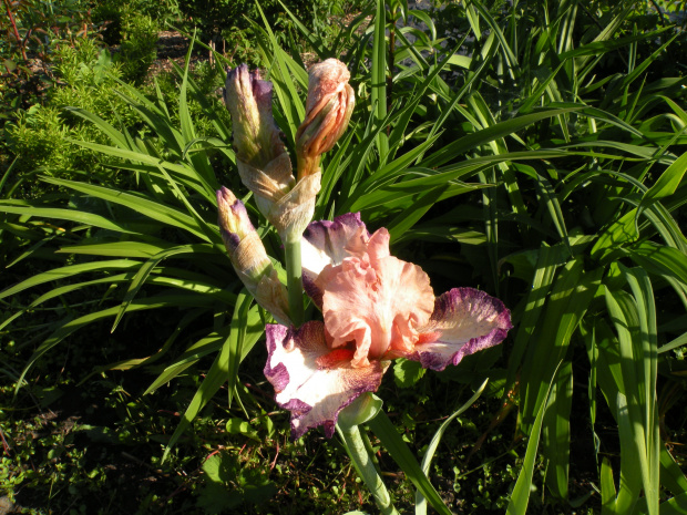 Iris 'Morning Mood'