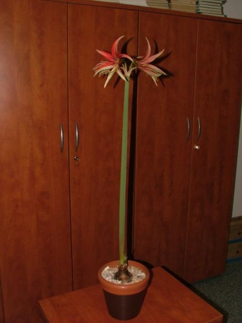 odmiana 'La Paz' - 25 marca 2009 #amarylis #Hippeastrum #hydroponika #LaPaz