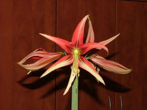 odmiana 'La Paz' - 25 marca 2009 #amarylis #Hippeastrum #hydroponika #LaPaz