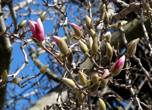 Wiosenny wtorek 24 marca #magnolie #szpak #zonkile #hiacynty #PierisJap