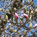 Wiosenny wtorek 24 marca #magnolie #szpak #zonkile #hiacynty #PierisJap