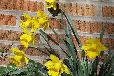 Wiosna!!! #forsycja #zonkile #narcyze