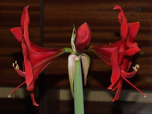 odmiana 'Rilona' - 24 marca 2009 #amarylis #Hippeastrum #hydroponika #Rilona