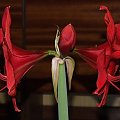 odmiana 'Rilona' - 24 marca 2009 #amarylis #Hippeastrum #hydroponika #Rilona