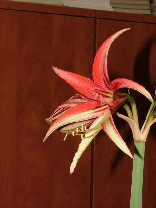 odmiana 'La Paz' - 25 marca 2009 #amarylis #Hippeastrum #hydroponika #LaPaz