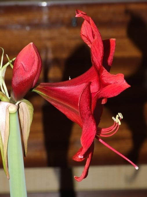 odmiana 'Rilona' - 24 marca 2009 #amarylis #Hippeastrum #hydroponika #Rilona