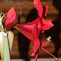 odmiana 'Rilona' - 24 marca 2009 #amarylis #Hippeastrum #hydroponika #Rilona