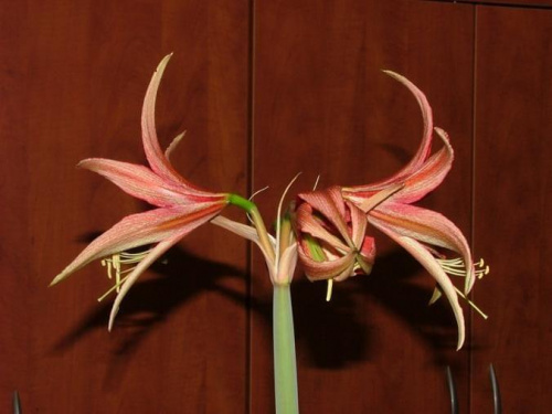 odmiana 'La Paz' - 25 marca 2009 #amarylis #Hippeastrum #hydroponika #LaPaz