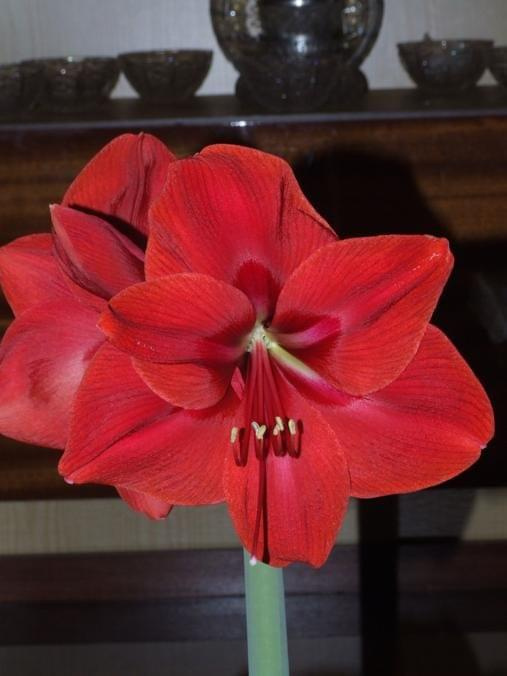 odmiana 'Rilona' - 24 marca 2009 #amarylis #Hippeastrum #hydroponika #Rilona