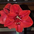 odmiana 'Rilona' - 24 marca 2009 #amarylis #Hippeastrum #hydroponika #Rilona