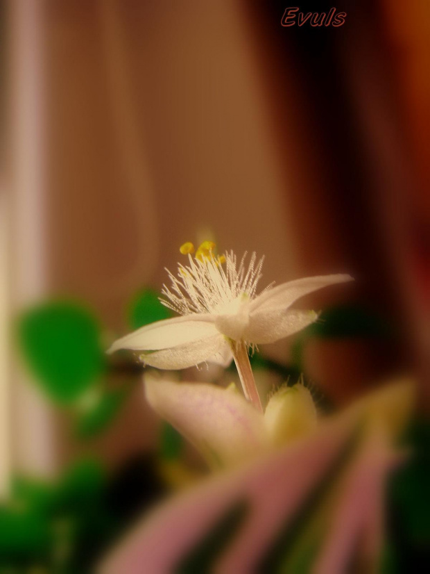 Trzykrotka #parapet #kwiaty #kwiatuszki #makro #trzykrotka