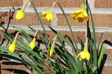 Wiosna!!! #forsycja #zonkile #narcyze